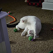 Oakley joined the competition — help win amazing prizes! cat, white_cat, carpet, toy, cat_toy, green_toy, bow, indoor, pet, playing, relaxing, animal, feline, cat_house, cozy, floor, cute, fun, domestic_animal, home