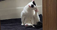 Oakley joined the competition — help win amazing prizes! cat, bathroom, bathtub, bath_mat, towel, grooming, white_cat, black_markings, tile_floor, wood_cabinet, bath_sponge, indoor, pet, cleaning, feline, door, relaxing, domestic, animal, bathroom_accessory