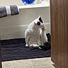 cat, bathroom, bathtub, bath_mat, towel, grooming, white_cat, black_markings, tile_floor, wood_cabinet, bath_sponge, indoor, pet, cleaning, feline, door, relaxing, domestic, animal, bathroom_accessory