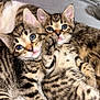 Smartie is registered to the contest to win money with this photo: animal, blanket, blue_eyes, cat, close_up, cozy, cute, domestic, fur, indoor, kitten, mammal, paw, pet, playful, sleepy, snuggling, tabby, whiskers, young