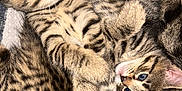 Smartie joined the competition — help win amazing prizes! animal, blue_eyes, cat, close_up, cute, domestic_animal, feline, fur, indoor, kitten, paw, pet, playful, resting, sleeping, snuggling, soft, tabby, whiskers, young