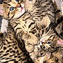 animal, blue_eyes, cat, close_up, cute, domestic_animal, feline, fur, indoor, kitten, paw, pet, playful, resting, sleeping, snuggling, soft, tabby, whiskers, young