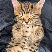 Smartie joined the competition — help win amazing prizes! adorable, animal, cat, closed_eyes, cozy, cute, domestic_cat, fur, furry, kitten, mammal, paws, pet, relaxed, resting, sleeping, small, spotted, tabby, whiskers