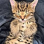 adorable, animal, cat, closed_eyes, cozy, cute, domestic_cat, fur, furry, kitten, mammal, paws, pet, relaxed, resting, sleeping, small, spotted, tabby, whiskers