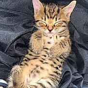 Smartie joined the competition — help win amazing prizes! kitten, cat, sleeping, tabby, feline, pet, animal, fur, whiskers, cute, small, resting, cozy, soft, paws, closeup, indoor, relaxed, young, mammal