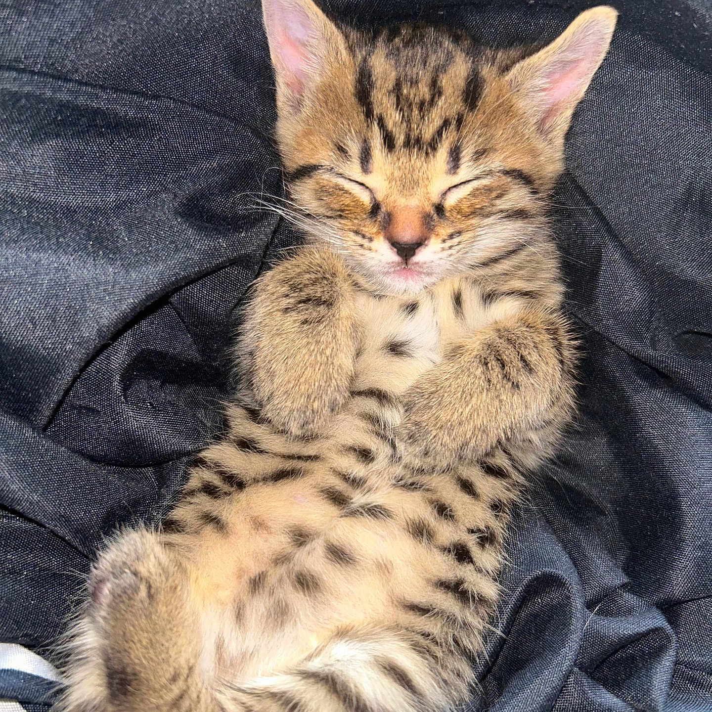 Smartie joined the competition — help win amazing prizes! animal, cat, closeup, cozy, cute, feline, fur, indoor, kitten, mammal, paws, pet, relaxed, resting, sleeping, small, soft, tabby, whiskers, young