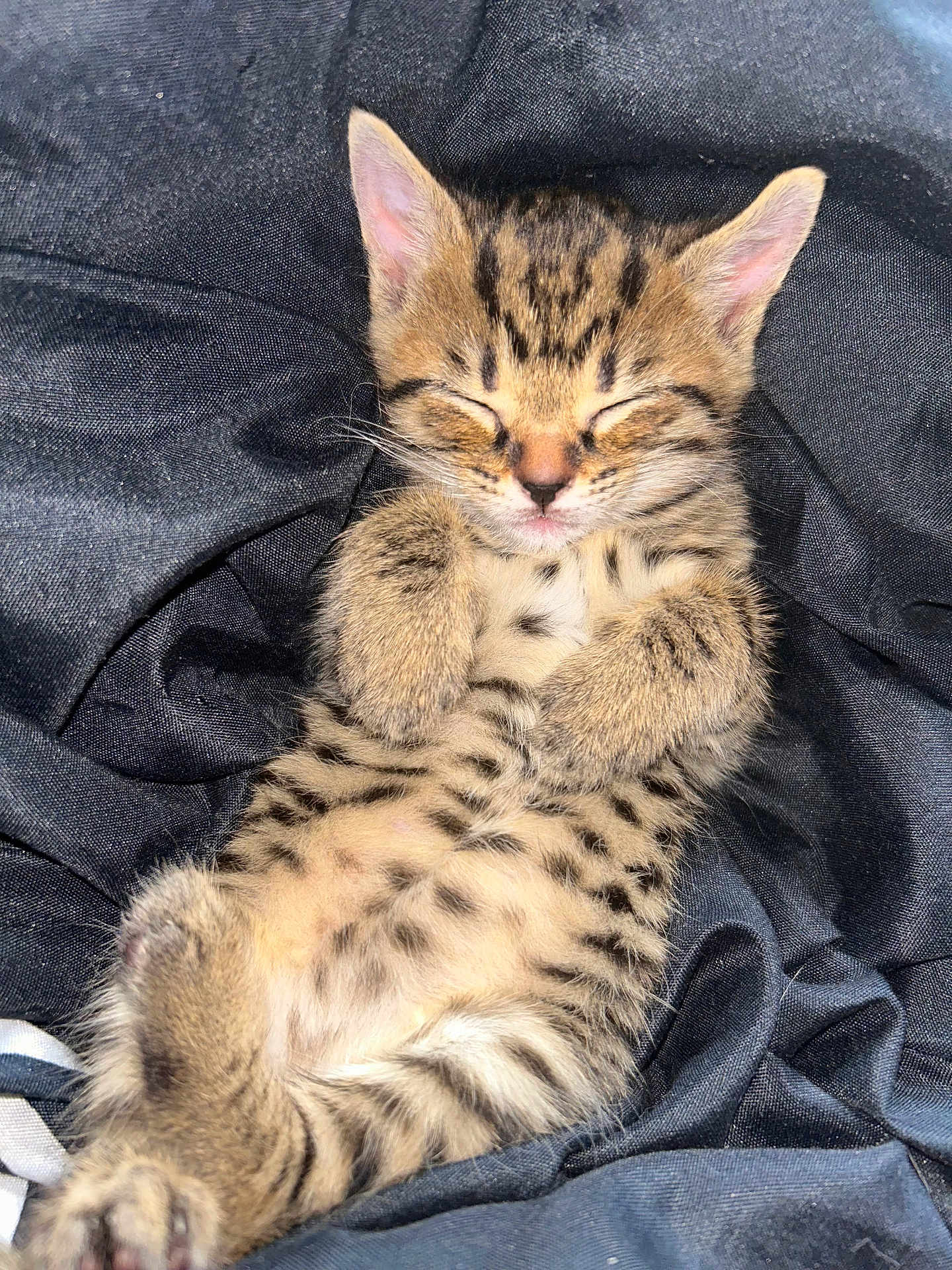 Smartie joined the competition — help win amazing prizes! kitten, cat, sleeping, tabby, feline, pet, animal, fur, whiskers, cute, small, resting, cozy, soft, paws, closeup, indoor, relaxed, young, mammal