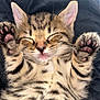 Smartie is registered to the contest to win money with this photo: adorable, animal, cat, close_up, cute, ears, feline, fur, kitten, mammal, paw_pads, peaceful, pet, relaxed, sleeping, soft, striped, tabby, whiskers, young