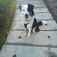 Tsuky participe au concours pour gagner de l'argent avec cette photo : dog, animal, pet, sitting, pathway, concrete, grass, outdoor, nature, happy, smiling, black_and_white, fur, tail, ears, tongue, daylight, sidewalk, ground, leash