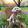dog, white_dog, wicker_chair, purple_flowers, grass, bunny, basket, easter_eggs, sunset, tree, outdoor, nature, spring, colorful_bandana, pet, cute, animal, field, greenery, sunlight