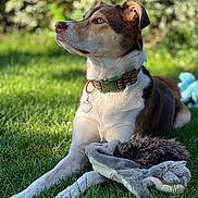 Nadia is registered to the contest to win money with this photo: dog, grass, outdoor, toy, collar, pet, animal, nature, sunlight, fur, muzzle, ears, paws, garden, blurred_background, relaxed, canine, daylight, looking_away, lying_down