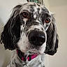 animal, black_spots, brown_eyes, close_up, collar, curious, cute, dog, domestic_animal, face, indoor, long_ears, mammal, nose, pet, portrait, speckled_fur, tag, whiskers, white_fur