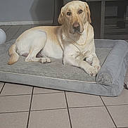 Milo is registered to the contest to win money with this photo: blind, calm, chair, cozy, dog, dog_bed, domestic_animal, floor, furniture, home, indoor, labrador_retriever, laying_down, light_brown_dog, pet, quiet, resting, table, tile_floor, window