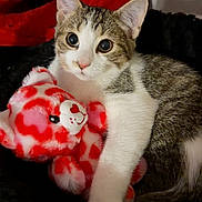Nugget is registered to the contest to win money with this photo: cat, kitten, plush_toy, stuffed_animal, tabby, white_fur, pink_nose, big_eyes, cute, cozy, snuggling, indoor, bed, pet, portrait, closeup, soft_texture, red_pattern, playful, toy_bear