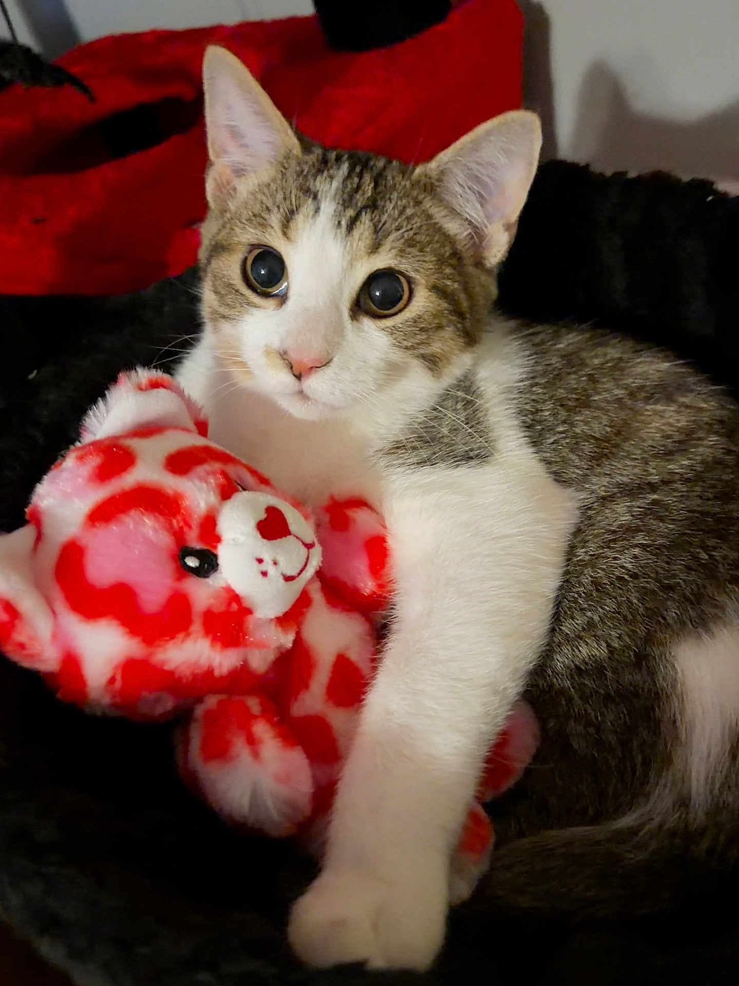 Nugget is registered to the contest to win money with this photo: cat, kitten, plush_toy, stuffed_animal, tabby, white_fur, pink_nose, big_eyes, cute, cozy, snuggling, indoor, bed, pet, portrait, closeup, soft_texture, red_pattern, playful, toy_bear