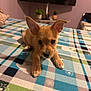 Diesel joined the competition — help win amazing prizes! puppy, dog, bed, blanket, indoor, ears, cute, pet, animal, young, looking, cozy, furniture, television, plant, small, lying, curious, brown, room