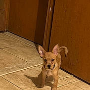 Diesel joined the competition — help win amazing prizes! alert, brown, canine, companion, curious, cute, dog, domestic_animal, ears, floor_tile, four_legs, indoor, pet, puppy, shadow, small_dog, standing, tile_floor, wooden_door, young_dog