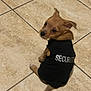 puppy, dog, small_dog, security_shirt, clothing, tile_floor, looking_back, brown_fur, pet, indoor, cute, animal, young_dog, guard, sitting, tail, ears, adorable, black_shirt, companion