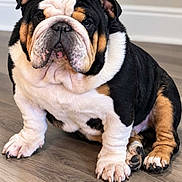 Rocky is registered to the contest to win money with this photo: dog, bulldog, english_bulldog, pet, animal, portrait, sitting, indoors, floor, wood_floor, black_white_tan, wrinkles, jowls, floppy_ears, paws, claws, short_fur, front_facing, looking_at_camera, cute
