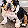 dog, bulldog, english_bulldog, pet, animal, portrait, sitting, indoors, floor, wood_floor, black_white_tan, wrinkles, jowls, floppy_ears, paws, claws, short_fur, front_facing, looking_at_camera, cute