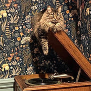 Val is registered to the contest to win money with this photo: animal, brown, cat, cozy, feline, floral_wallpaper, fluffy_cat, gramophone, home_decor, indoor, nostalgic, patterned_wall, pet, relaxed, resting, retro, tabby_cat, vintage, wooden_furniture, yellow_eyes