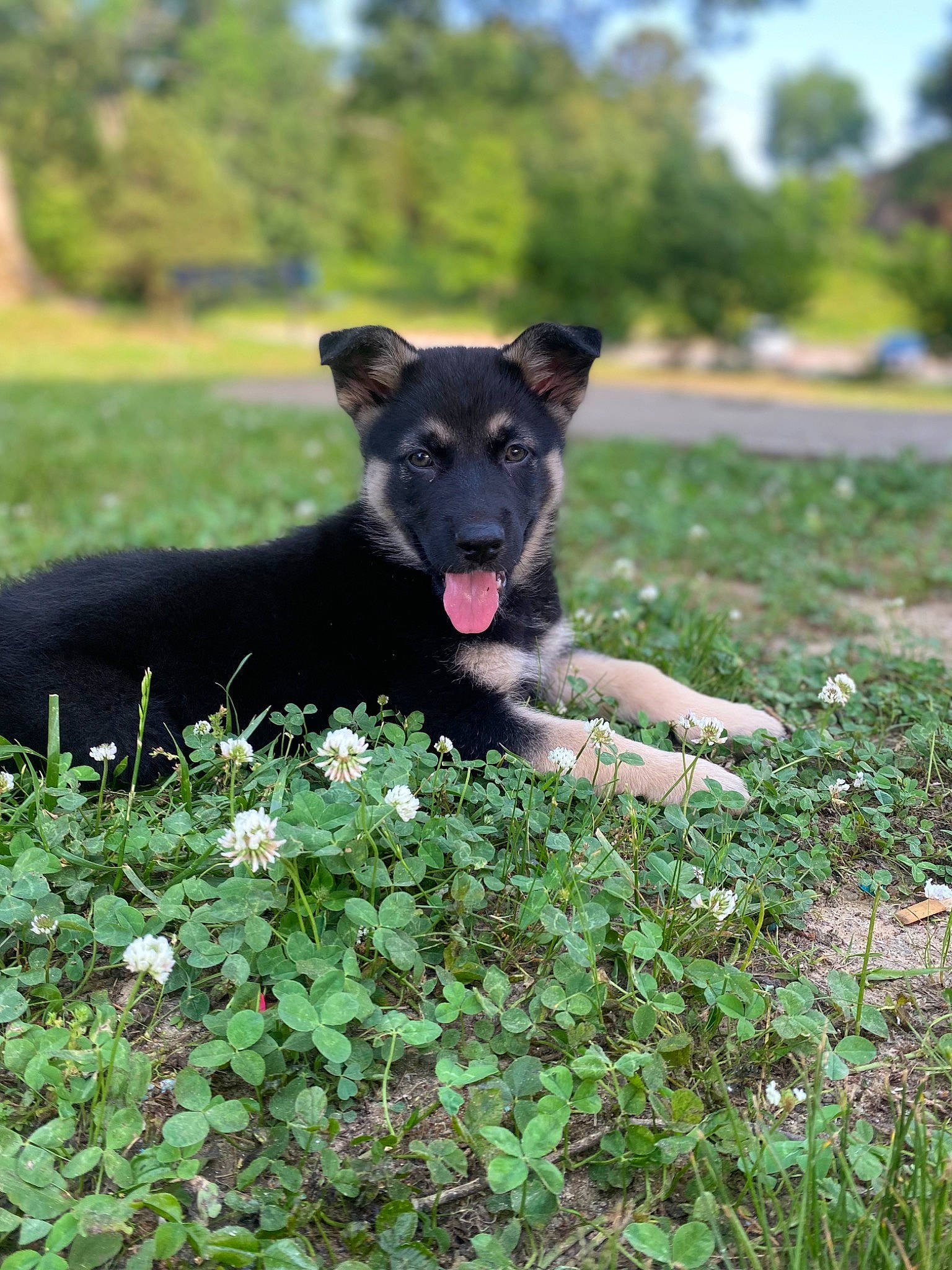 Moona joined the competition — help win amazing prizes! borador, canidae, carnivore, companion_dog, dog, dog_breed, fawn, grass, grassland, groundcover, herbaceous_plant, lawn, pasture, plant, shrub, snout, sporting_group, tail, tree, working_animal