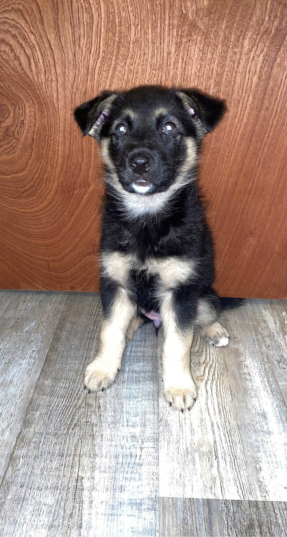 Moona joined the competition — help win amazing prizes! borador, canidae, carnivore, chihuahua, companion_dog, dog, dog_breed, flooring, fur, hardwood, herding_dog, paw, plank, sporting_group, terrestrial_animal, whiskers, wood, wood_flooring, working_animal, working_dog