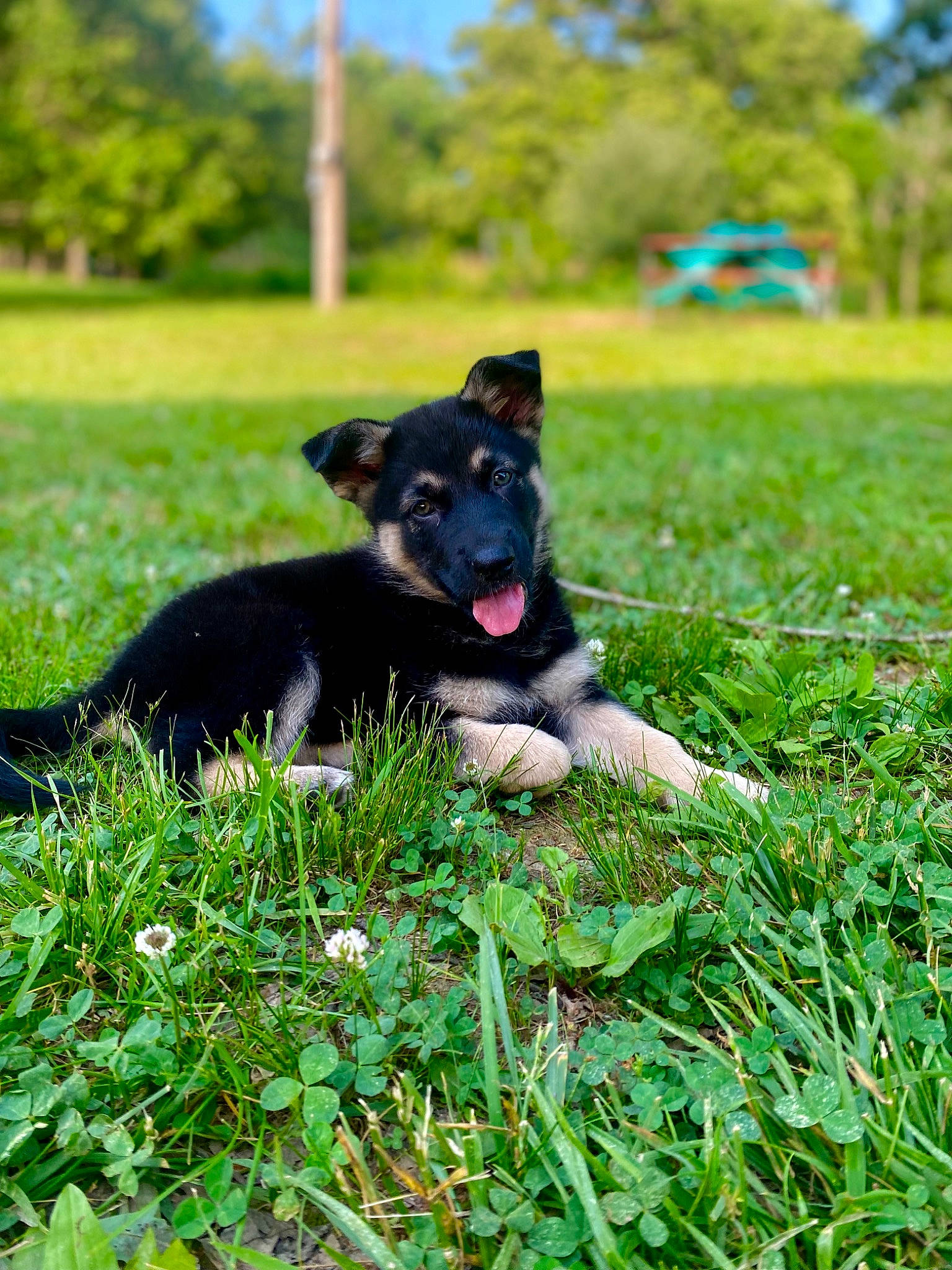 Moona is registered to the contest to win money with this photo: carnivore, companion_dog, dog, dog_breed, garden, grass, grassland, green, groundcover, guard_dog, herbaceous_plant, herding_dog, lawn, pasture, plant, snout, tail, toy, tree, working_animal