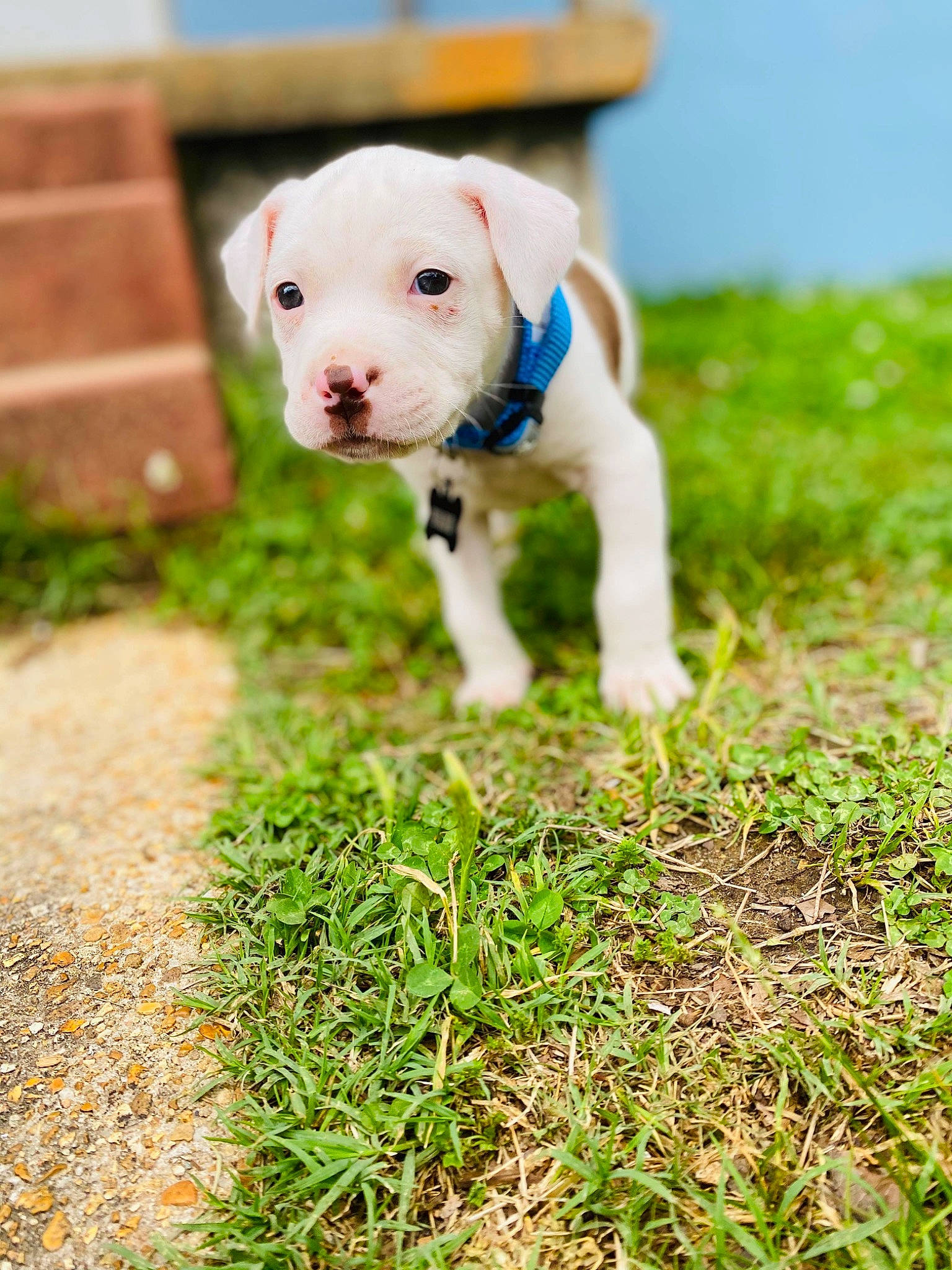 Wade is registered to the contest to win money with this photo: american_bulldog, american_pit_bull_terrier, canidae, carnivore, dog, dog_breed, dogo_argentino, dogo_guatemalteco, mammal, molosser, non_sporting_group, pit_bull, puppy, rare_breed_dog, sporting_group, vertebrate