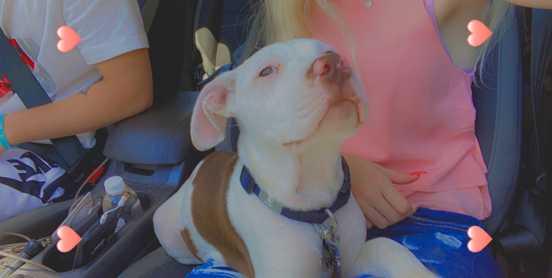 Wade joined the competition — help win amazing prizes! american_pit_bull_terrier, bull_terrier, canidae, carnivore, dog, dog_breed, ear, fawn, non_sporting_group, pit_bull
