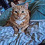 Simba is registered to the contest to win money with this photo: cat, orange_tabby, pet, feline, indoor, blanket, bed, comfort, green_eyes, whiskers, paws, fur, resting, cozy, home, curious, close_up, animal, cute, relaxed
