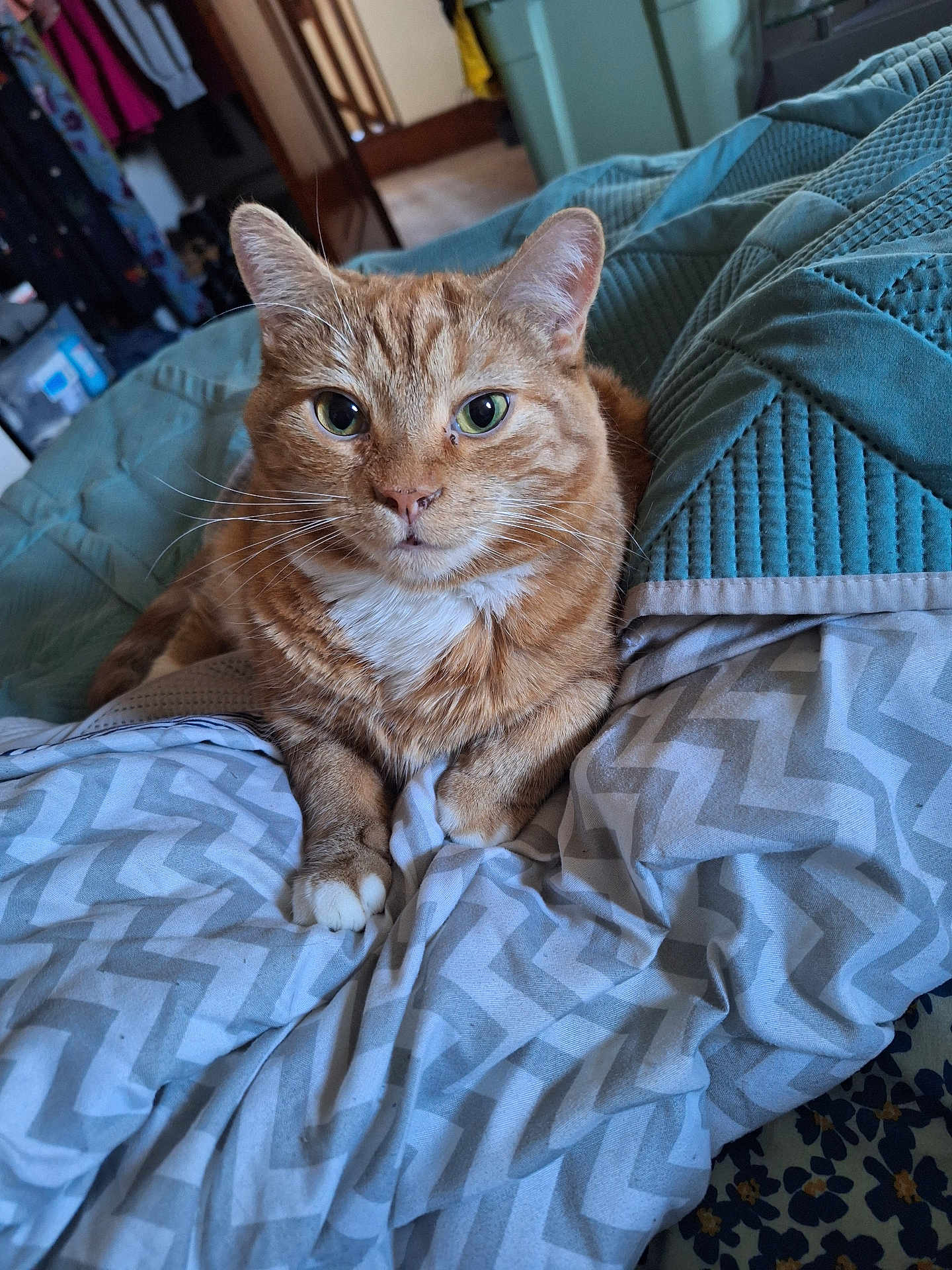Simba is registered to the contest to win money with this photo: cat, orange_tabby, pet, feline, indoor, blanket, bed, comfort, green_eyes, whiskers, paws, fur, resting, cozy, home, curious, close_up, animal, cute, relaxed