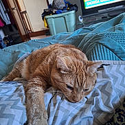 Simba joined the competition — help win amazing prizes! cat, orange_tabby, bed, blanket, indoor, furniture, television, paw, lazy, resting, chevron_pattern, stretching, orange_fur, white_paws, clothing, laundry, room, home, relaxed, domestic