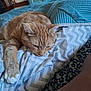 Simba is registered to the contest to win money with this photo: cat, orange_tabby, pet, indoor, blanket, patterned_blanket, resting, paw, fur, cute, cozy, relaxed, animal, feline, bedroom, soft, comfort, whiskers, ears, sleepy