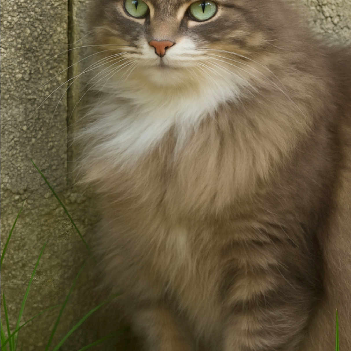 Simba