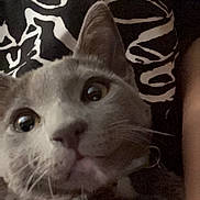 Tina is registered to the contest to win money with this photo: cat, gray_cat, close_up, pet, animal, whiskers, fur, face, eyes, curious, indoor, collar, cute, feline, looking, portrait, domestic_animal, mammal, closeup, expression