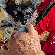 Cannelle participe au concours pour gagner de l'argent avec cette photo : animal, black_and_gray, close_up, cute, dog, eyes, face, fluffy, fur, hand, holding, indoor, paw, person, pet, puppy, red_shirt, small, watch, young