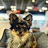 black_and_tan, camera, companion_animal, cushion, dog, eyes, face, facebook, fluffy, fur, indoors, pet, pointed_ears, portrait, puppy, sitting, small_dog, social_media, sofa, spitz