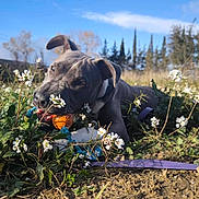 Venum a rejoint le concours — aidez-le/la à gagner de superbes lots ! animal, ball, bulldog, canine, daisy, dog, flower, football, grass, nature, outdoors, pet, plant, pottedplant, puppy, soccer, soccerball, sport, tree, vegetation