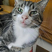 Mufasa participe au concours pour gagner de l'argent avec cette photo : cat, tabby, close_up, green_eyes, white_fur, whiskers, indoor, furniture, box, melk, curious, pet, animal, mammal, relaxed, domestic_cat, portrait, face, fur, ears