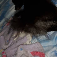 Shadow is registered to the contest to win money with this photo: dog, black_dog, fluffy, blanket, bed, indoor, animal, pet, fur, resting, sleeping, cozy, soft, comfort, blur, dark, low_light, furniture, fabric, home