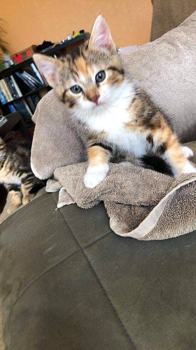 Icetea participe au concours pour gagner de l'argent avec cette photo : aegean_cat, american_shorthair, american_wirehair, asian, australian_mist, carnivore, cat, domestic_short_haired_cat, dragon_li, european_shorthair, fawn, felidae, kitten, mammal, paw, pixie_bob, polydactyl_cat, small_to_medium_sized_cats, tabby_cat, whiskers