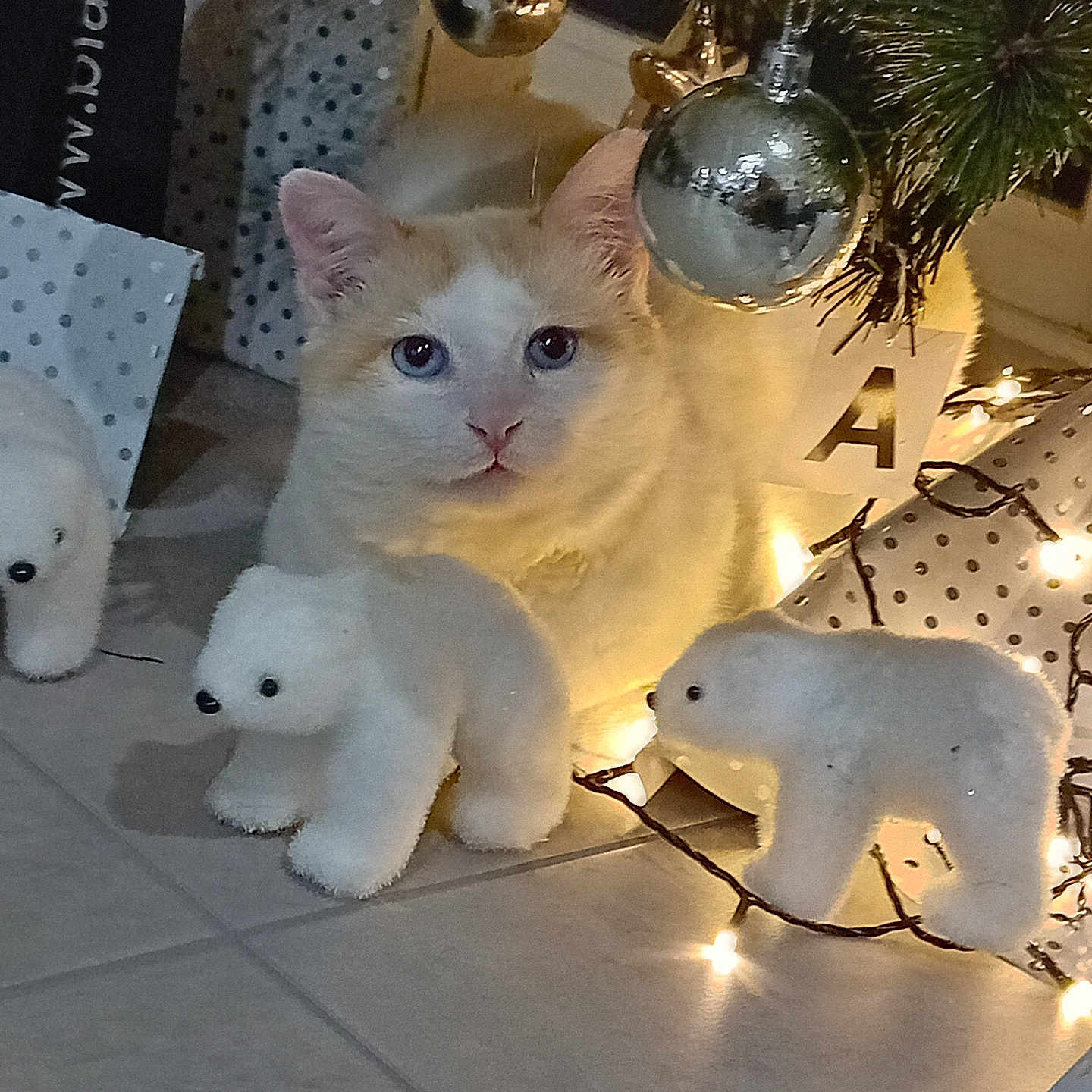 Poupi