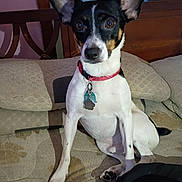 Lucky Duck is registered to the contest to win money with this photo: dog, pet, canine, sitting, indoors, couch, furniture, red_collar, dog_tags, black_white_coat, large_ears, pointed_ears, brown_markings, white_chest, short_hair, portrait, living_room, home, patterned_fabric, camera_gaze
