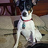 dog, pet, canine, sitting, indoors, couch, furniture, red_collar, dog_tags, black_white_coat, large_ears, pointed_ears, brown_markings, white_chest, short_hair, portrait, living_room, home, patterned_fabric, camera_gaze