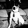 dog, pet, black_and_white, portrait, sitting, indoors, cushions, sofa, carpet, collar, tag, large_ears, short_hair, looking_at_camera, animal, home, furniture, high_contrast, monochrome, cute