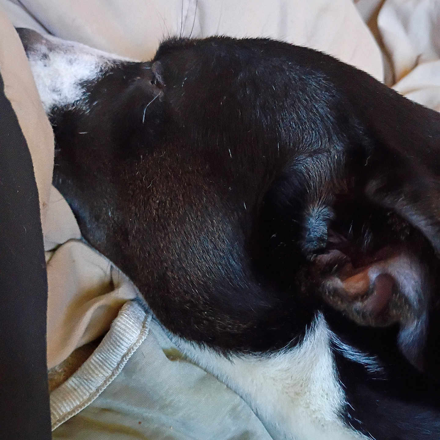 Oreo