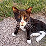 cat, tuxedo_cat, black_and_white, animal, pet, feline, whiskers, yellow_eyes, pink_nose, ears, paws, long_tail, lying_down, outdoors, grass, gravel, path, close_up, portrait, alert