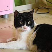 Kawaii participe au concours pour gagner de l'argent avec cette photo :