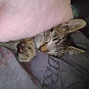 Boi is registered to the contest to win money with this photo: animal, blanket, cat, closeup, comfort, cozy, cute, domestic, fur, indoor, nap, paw, pet, pink, relaxed, resting, sleeping, soft, tabby, warm